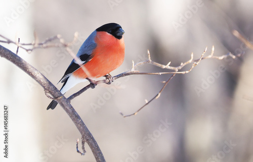 Bullfinch on a branch in the forest