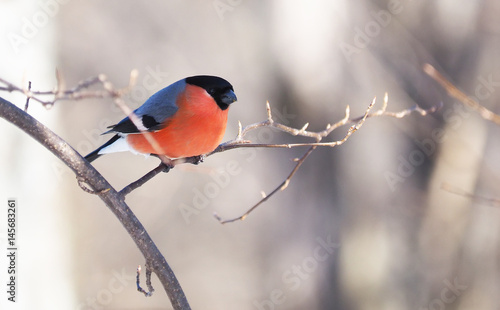 Bullfinch on a branch in the forest