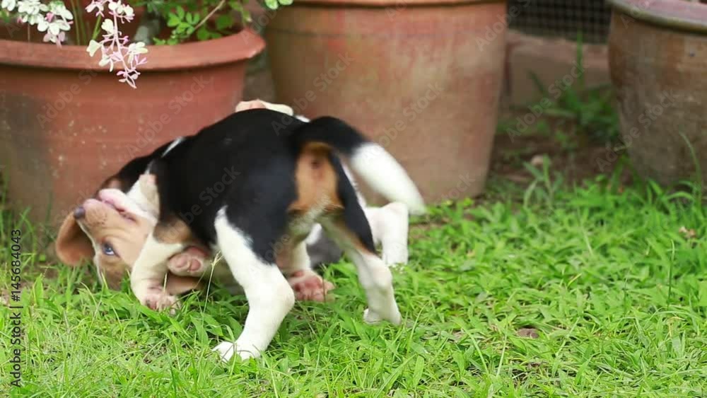 Purebred adult and puppy beagle dog are playing in lawn
Purebred adult and puppy beagle dog are playing in lawn