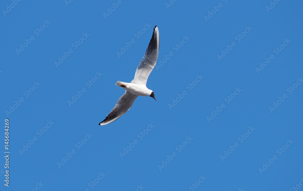 Obraz premium Seagulls in flight