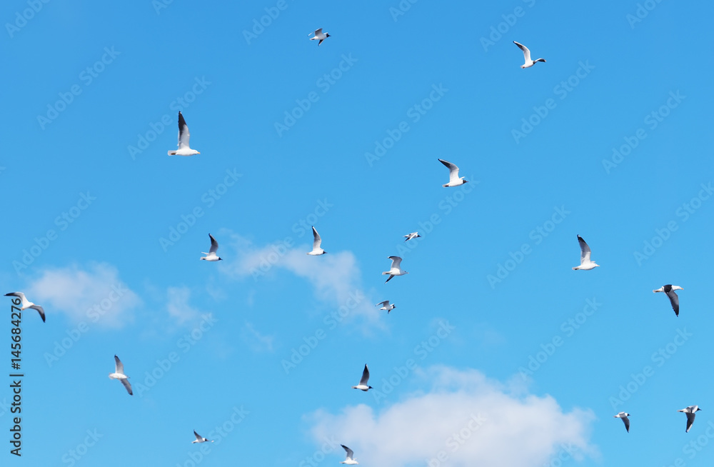 Fototapeta premium Seagulls in flight