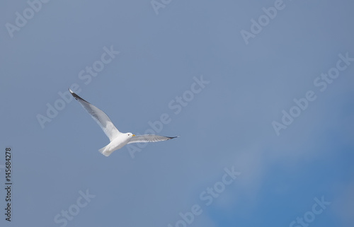 Seagulls in flight