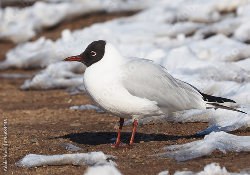 Gull on the river bank