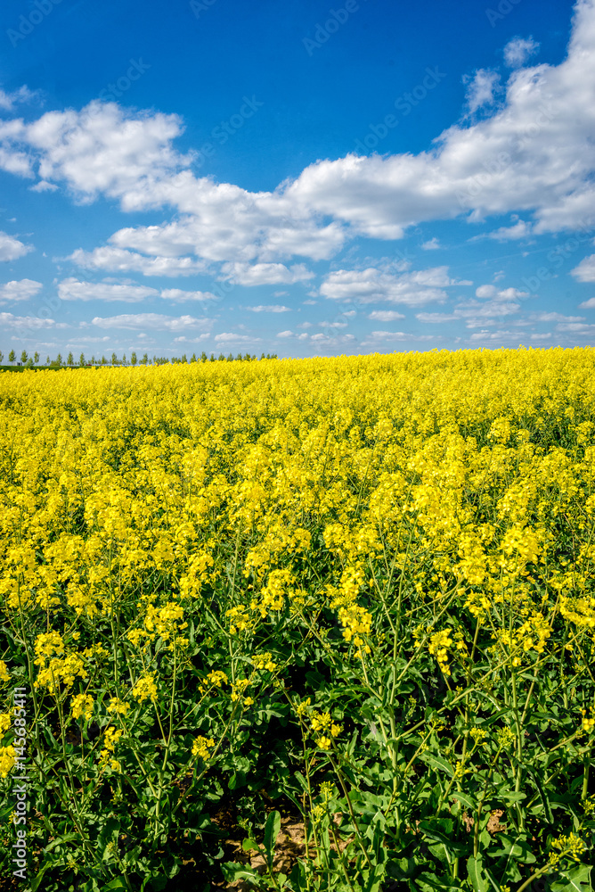 Yellow rapeseed flowers on field with blue sky and clouds Yellow rapeseed flowers on field with blue sky and clouds