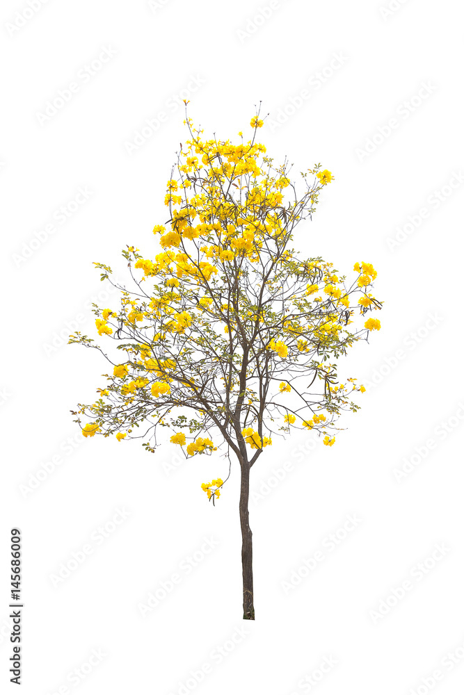 Trees isolated on white background Trees isolated on white background