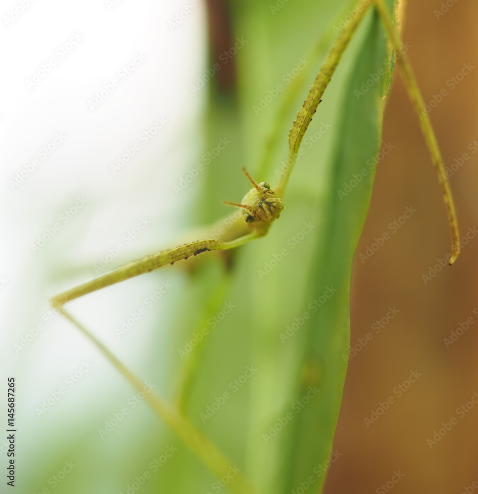 Indian stick insect in the insectarium Indian stick insect in the insectarium