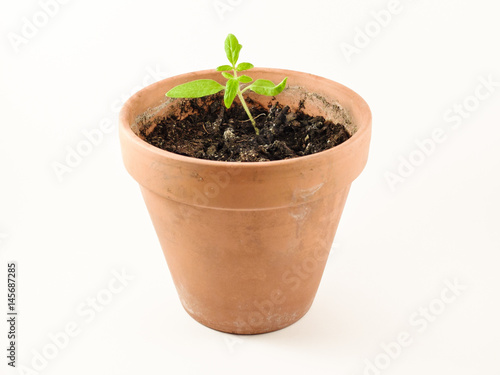 Organic tomato plant