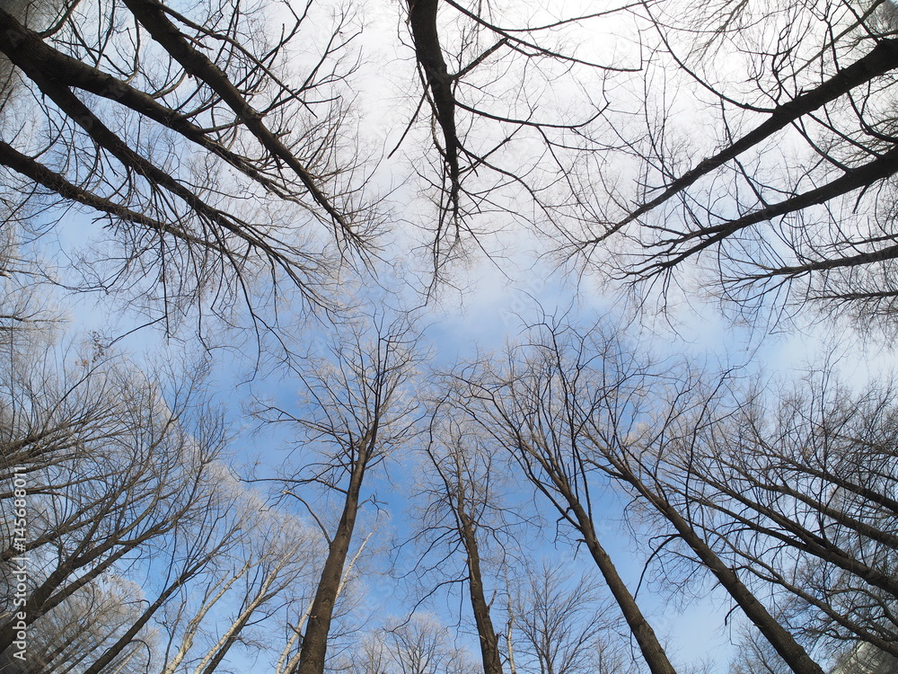 Trees in the snow. Park in winter Trees in the snow. Park in winter