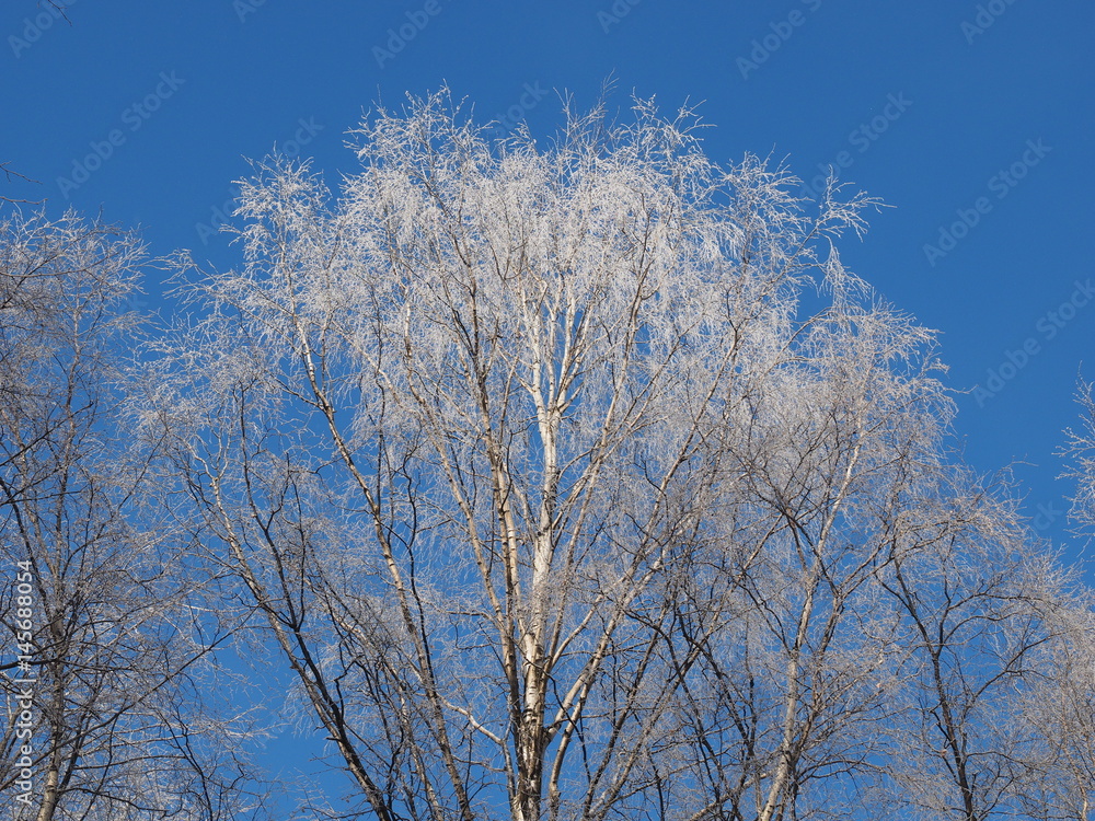 Trees in the snow. Park in winter Trees in the snow. Park in winter