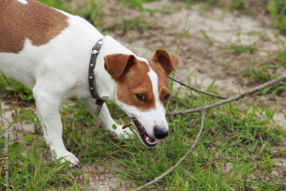 the Jack Russell Terrier dog