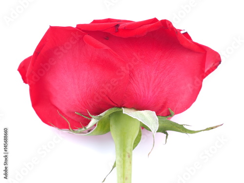 red rose on a white background