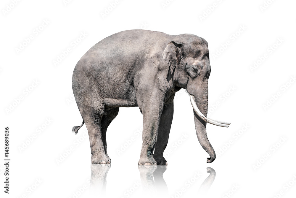 Obraz premium Elefant Männlich 