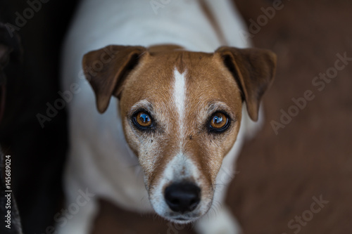 Close up face of a mature Jack Russell Terrier. Canis Lupus Familiaris. © Liezl