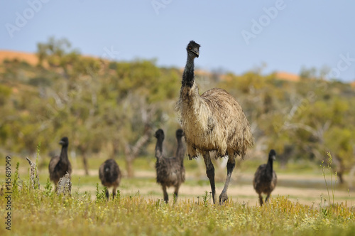 Adult Emu walks with chicks in outback Australia. photo