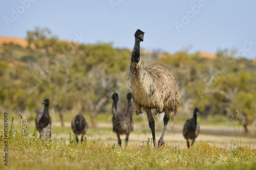 Adult Emu walks with chicks in outback Australia.