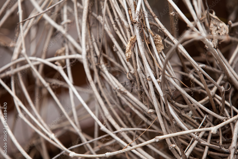 Branches dry last year's grass with withered leaves