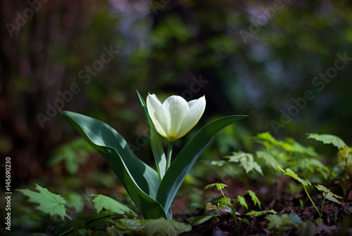 White tulip blooming in the garden