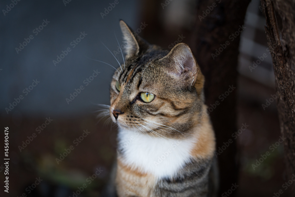 Tri-colour tabby cat. Domestic short-haired cat. Tri-colour tabby cat. Domestic short-haired cat.