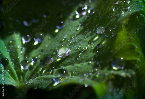 Lady's mantle - morning dew on the leaves