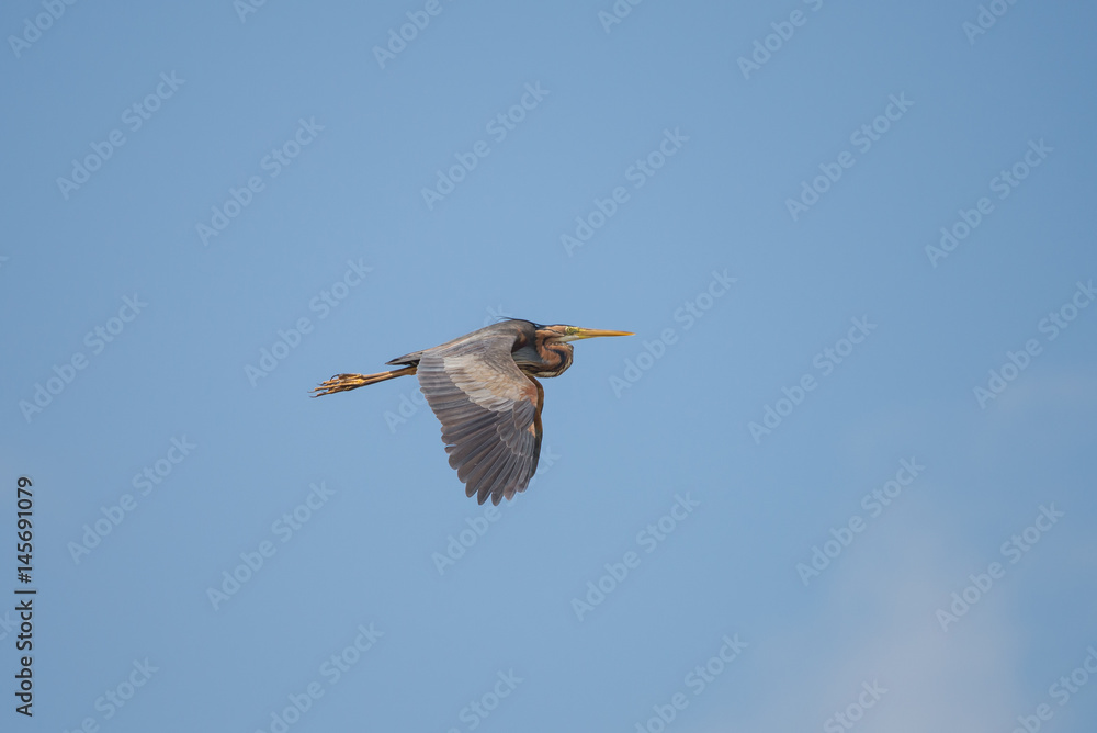 Obraz premium Purple Heron, Ardea purpurea, flying