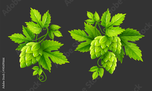 Fresh hop plants with cones and green leaves, isolated on dark