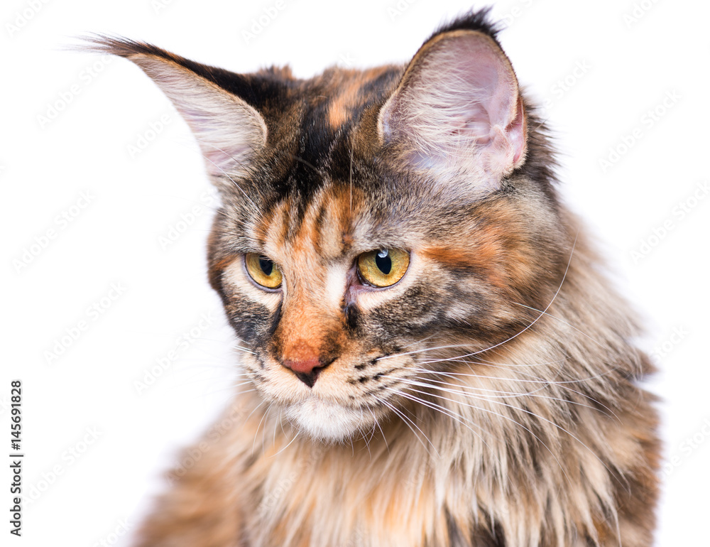 Portrait of domestic tortoiseshell Maine Coon kitten. Fluffy kitty isolated on white background. Adorable curious young cat sitting and looking away. Portrait of domestic tortoiseshell Maine Coon kitten. Fluffy kitty isolated on white background. Adorable curious young cat sitting and looking away.