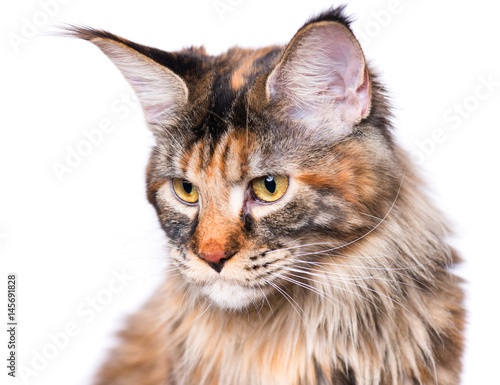 Portrait of domestic tortoiseshell Maine Coon kitten. Fluffy kitty isolated on white background. Adorable curious young cat sitting and looking away.
