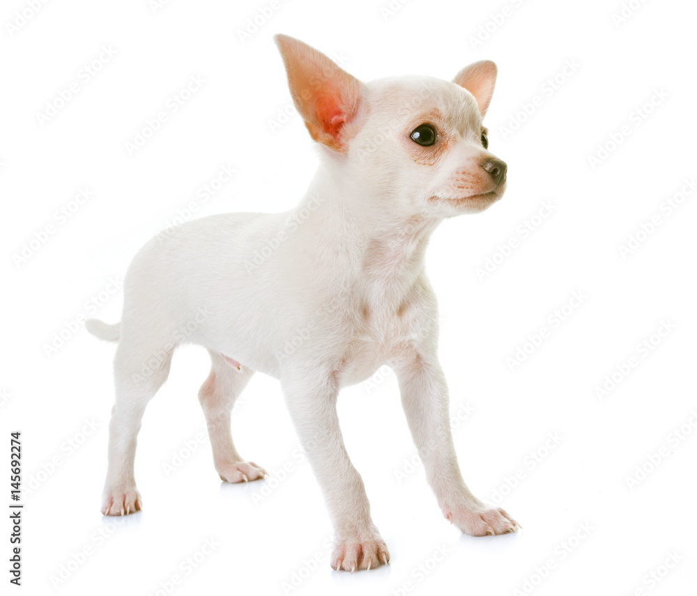 puppy white chihuahua
