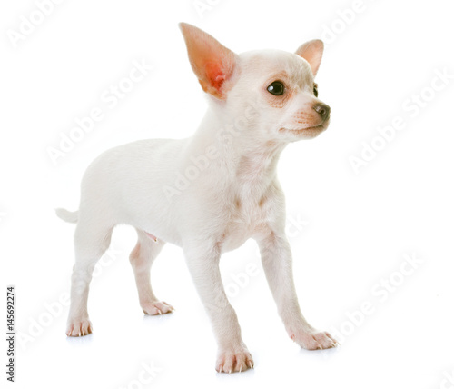 puppy white chihuahua
