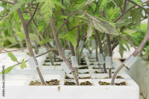 Foto Tray with grafted tomato plants
