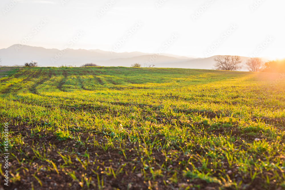 green rural field at the early morning