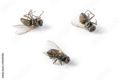 Three dead flies arranged on a white background