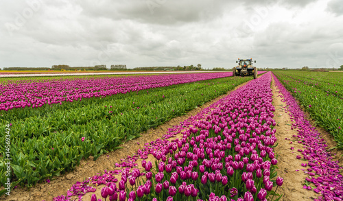 Mechanized cutting off the flower heads in a tulip field