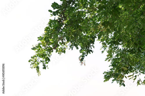 Foreground of lush trees isolated on white background