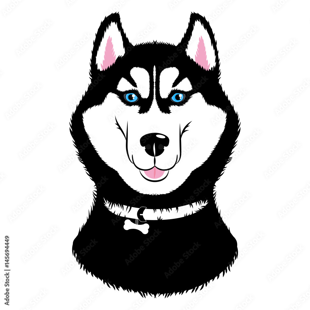 Fototapeta premium Husky Dog