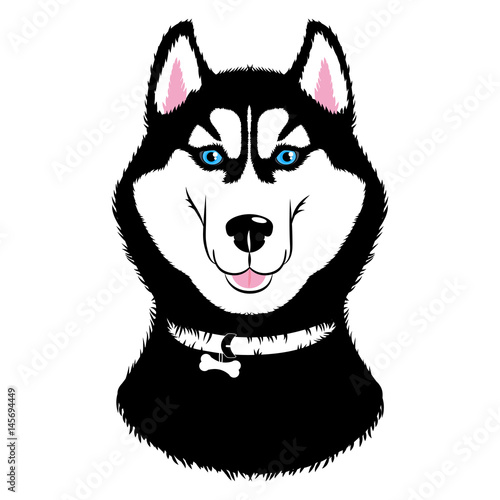 Husky Dog