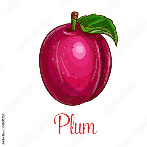 Plum fruit sketch. Vector isolated icon of fresh prune species with leaf. Sweet juicy whole plum fruit symbol for jam and juice product label or grocery store, shop and farm market design