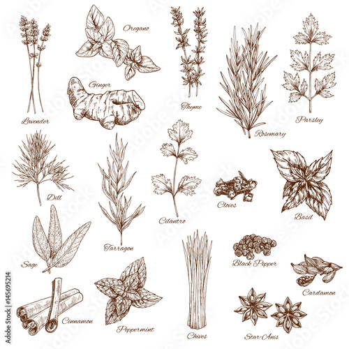 Herbs or spices sketches of lavender and oregano, thyme or rosemary and parsley. Vector seasonings dill or tarragon and cilantro. Flavoring basil or sage, cinnamon and peppermint, anise and cardamom
