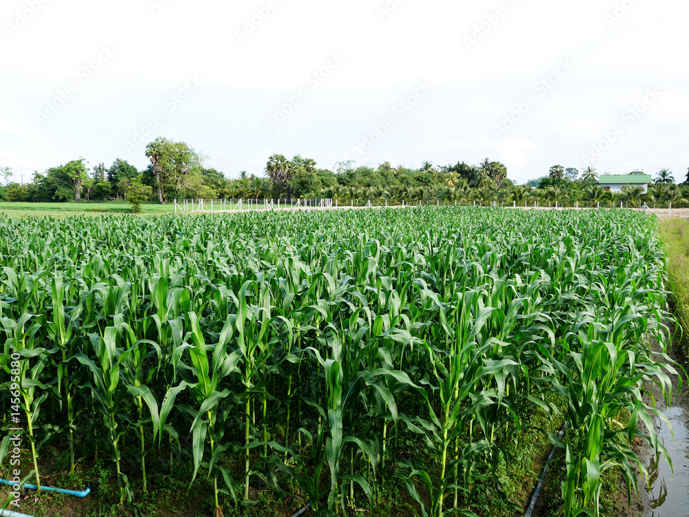 Motion of leaf of corn plantation with wind in farming