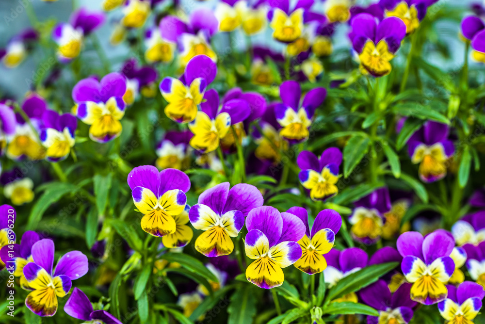 Violet pansy flower in the spring garden Violet pansy flower in the spring garden