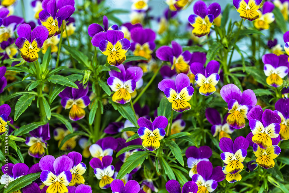 Violet pansy flower in the spring garden Violet pansy flower in the spring garden