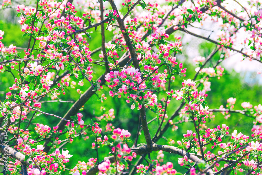 Beautiful blossoming apple-tree, toning photo Beautiful blossoming apple-tree, toning photo