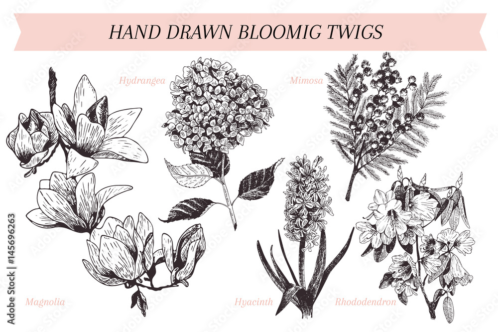 Obraz premium Vector hand drawn spring blossoms poster. Engraved botanical art. Vintage illustration. Mimosa, hyacinth, magnolia, rhododendron, hydrangea.