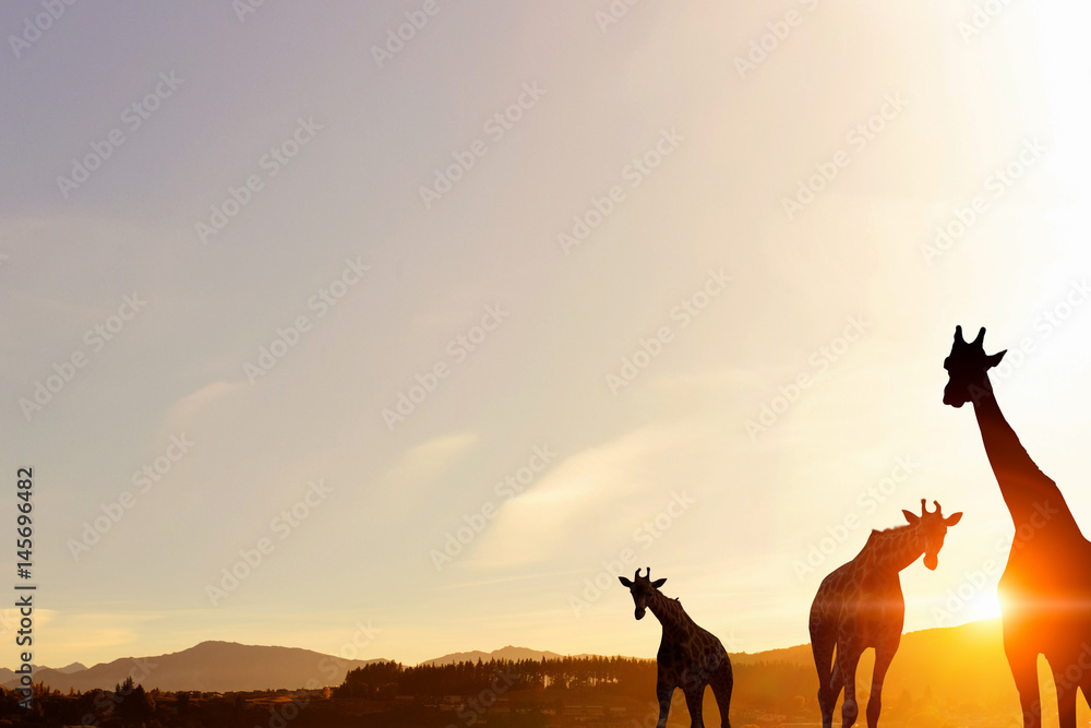 Natural Safari landscape in lights of sunset