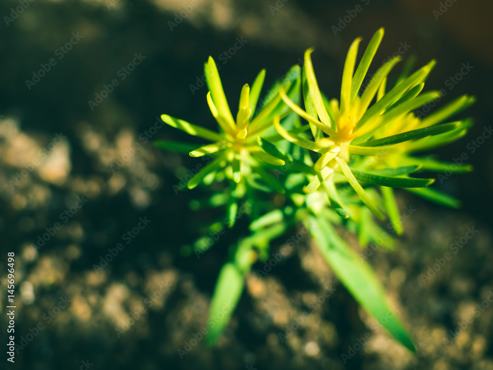 Spruce sprout macro shot growing in pot. Home garden plant Spruce sprout macro shot growing in pot. Home garden plant