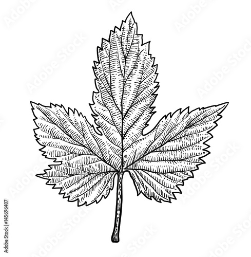 Hop leaf illustration, drawing, engraving, ink, line art, vector
