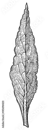 Comfrey leaf illustration, drawing, engraving, ink, line art, vector