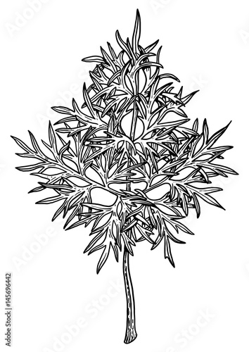 Interesting leaf illustration, drawing, engraving, ink, line art, vector