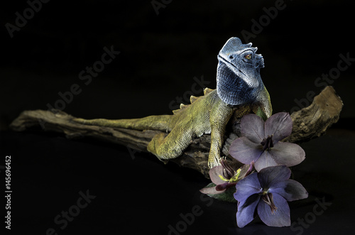 Fototapeta Naklejka Na Ścianę i Meble -  Blue lizard