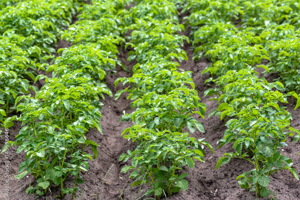 Green potato rows on field in the summer, cultivation of potatoes.